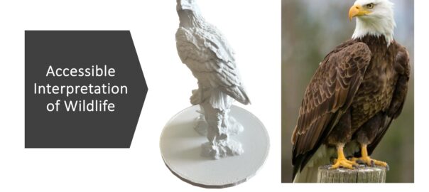 A photograph of a Tactile Model of an Eagle with a photograph of a bald eagle put next to it for comparison. Text to the left of the model reads "Accessible Interpretation of Wildlife".