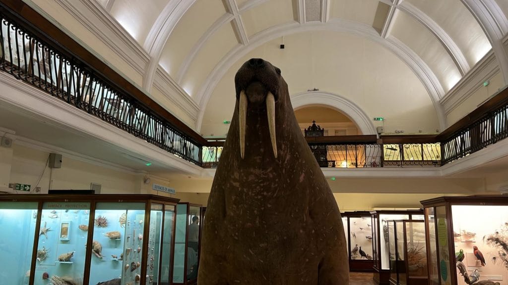 Close up of the Walrus exhibit at the Horniman Museum