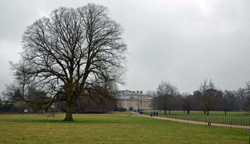 A panoramic shot of the Shugborough Estate grounds in Staffordshire on a cold winter day. In the foreground, a large tree with all of its leaves lost. In the background, visitors approach the estate.