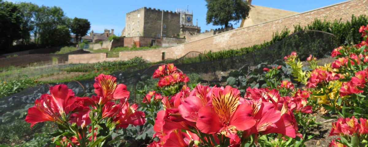 A photograph of the walled garden at Auckland Castle in Bishop, England. In the exterior, a beautiful field of red flowers and other plants. In the background, the castle walls.