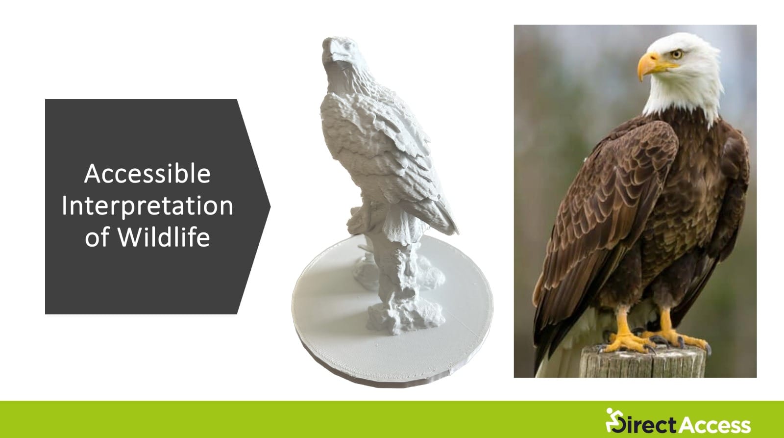 A banner with text reading "Accessible Interpretation of Wildlife" alongside two photographs. One shows a bald eagle stood on a wooden pole, the other a duplicate of the eagle as a tactile, white statue.
