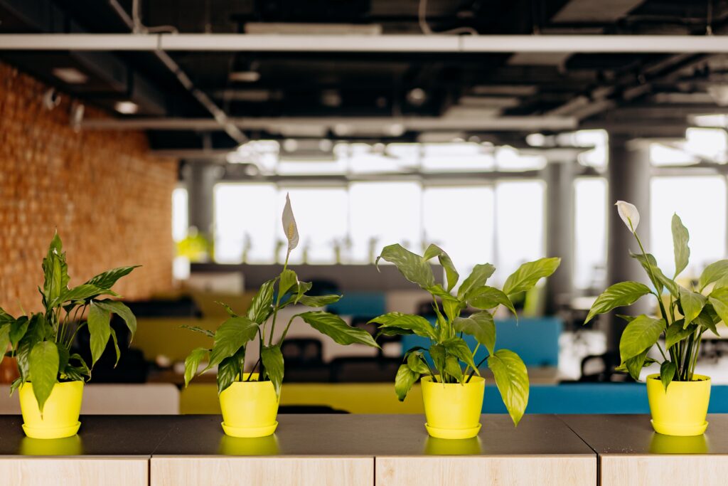 A row of four small potted plants lined up on wooden cabinets in an office environment.