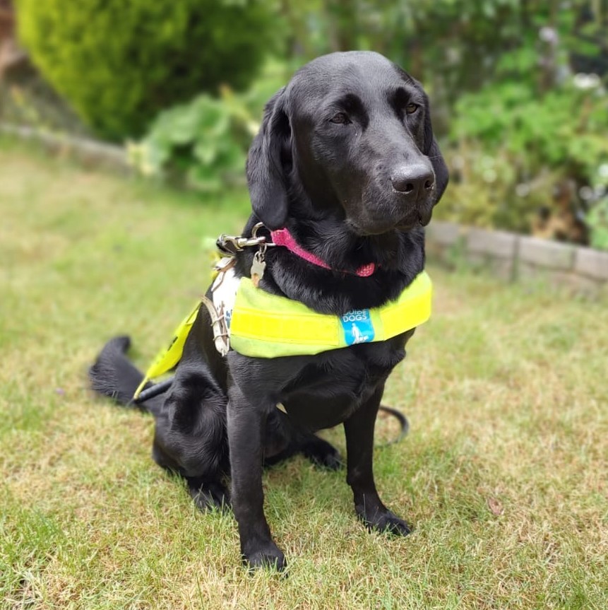 A black Labrador wearing a lime green guide dog jacket sits on cut grass on a sunny day in a garden.