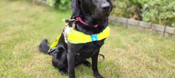 A black Labrador wearing a lime green guide dog jacket sits on cut grass on a sunny day in a garden.