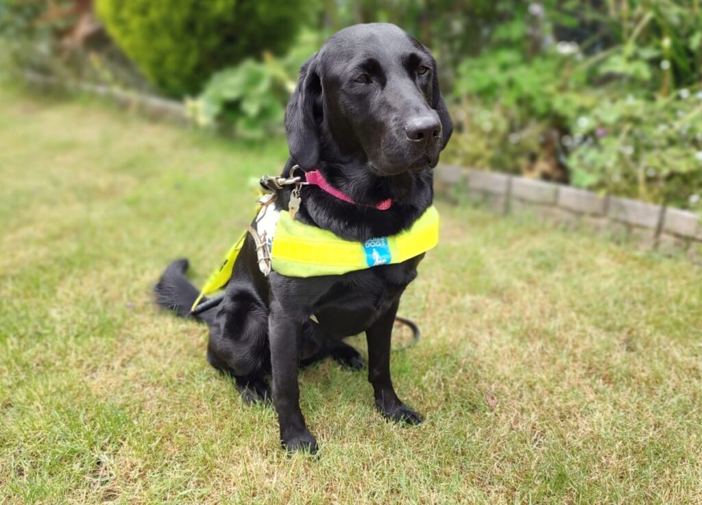 A black Labrador wearing a lime green guide dog jacket sits on cut grass on a sunny day in a garden.