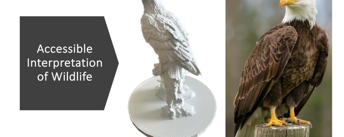 A photograph of a Tactile Model of an Eagle with a photograph of a bald eagle put next to it for comparison. Text to the left of the model reads "Accessible Interpretation of Wildlife".